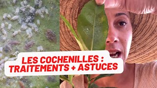 🪴Les cochenilles comment les reconnaître traitement  astuce [upl. by Clyte]