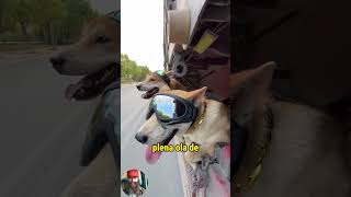 Criticado por llevar a sus perros en el trailer trucks trailers camioneros camiones camion [upl. by Duhl]