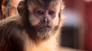 Capuchin monkeys enjoying lunch in the new exhibit [upl. by Notgnillew949]