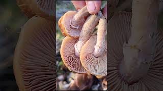 Ghebe  Armillaria mellea mushroommania mushroomhunting Ghebe Armillariamellea [upl. by Avra]