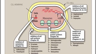 General principles of Antibiotics  Pharmacology [upl. by Apollo]