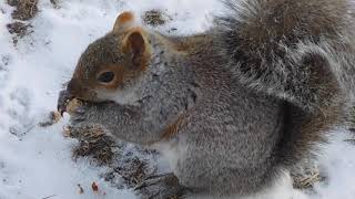 How Do The Squirrels Survive The Winter Squirrels Diary 38 [upl. by Jemie857]