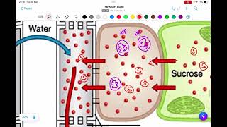 SEMESTER 2  TOPIC 8  TRANSPORT SYSTEM  TRANSPORT IN PLANT  PHLOEM  PRESSURE FLOW HYPOTHESIS [upl. by Maclean904]