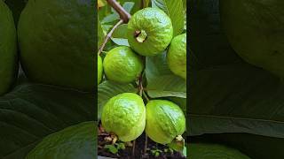 🌿How to grow guava tree great idea to propagate guava tree by air layering using a potato🥔guava [upl. by Ahsenroc]