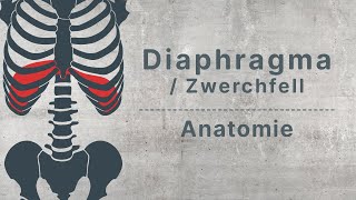 physioHELD Diaphragma  Zwerchfell  Anatomie [upl. by Root]