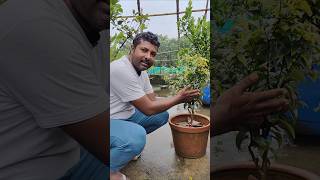 Jaboticaba fruit only 16 plant in my garden trending fruiting jaboticaba tropicalfruit fruit [upl. by Marciano]