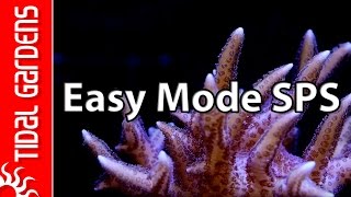 The quotEasy Modequot SPS Aquarium [upl. by Esertap]