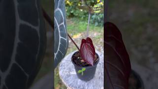 Anthurium Crystallinum amp Its Care in Autumn anthurium anthuriumcrystallinum anthuriumcare [upl. by Joan100]