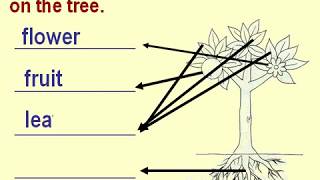 Kinds of plants Questions and Answers for teachers to teach [upl. by Nicolea]