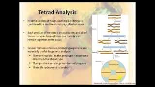 Tetrad Analysis 17 [upl. by Itsud666]