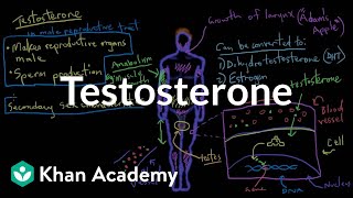 Testosterone  Reproductive system physiology  NCLEXRN  Khan Academy [upl. by Sewell713]