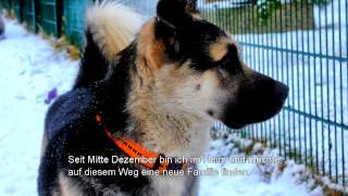 Tierheim Erfurt Hund Lucky [upl. by Eelame]