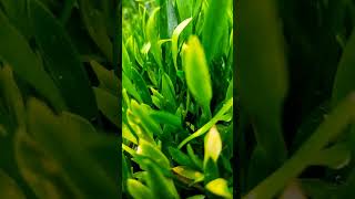 cryptocoryne parva aquaticplants [upl. by Aloiv]