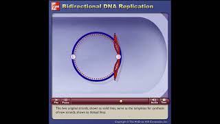 Bidirectional DNA Replication  McGrawHill [upl. by Ennairol]