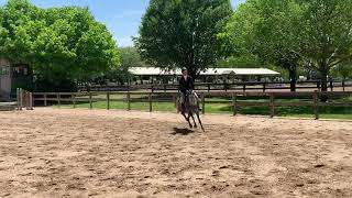 Windhover miss America winning 2ft ushja [upl. by Eneleahcim]