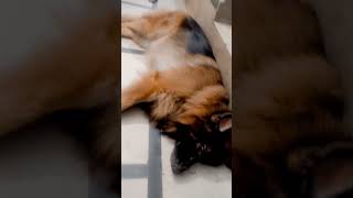 Lazy jack cute dog video [upl. by Jair]