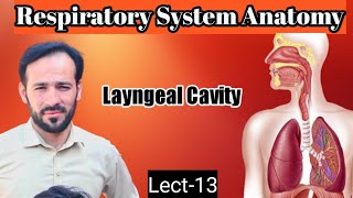 13 Larynx Anatomy  Laryngeal Cavity  Arterial supply Venous drainage innervation  Lymphatics [upl. by Illek]