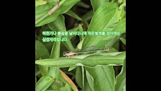 실잠자리 20240808 실잠자리 소개Damselfly Introduction 😄 [upl. by Ymme701]