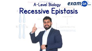 Recessive Epistasis  ALevel Biology [upl. by Arral]