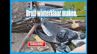 Druif snoeien voor de winter druif winterklaar maken [upl. by Turley424]