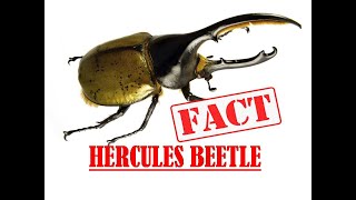 Facts about Hercules Beetle [upl. by Leirbaj]