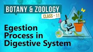 Egestion Process in Digestive System  Human Digestive System  Biology Class 11 [upl. by Valma]