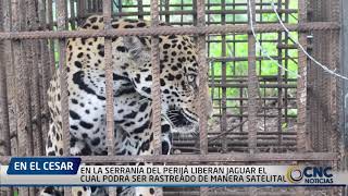 EN LA SERRANÍA DEL PERIJÁ LIBERAN JAGUAR EL CUAL PODRÁ SER RASTREADO DE MANERA SATELITAL [upl. by Mercedes]