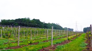 The White Vinifera  Grape Video 46 [upl. by Eeryn219]