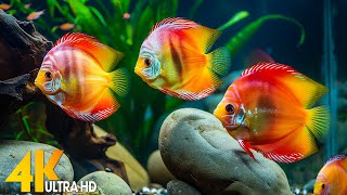 Aquarium 4K VIDEO ULTRA HD 🐠 Relaxing Sleep Meditation Music  Beautiful Coral Reef Fish 2 [upl. by Aneej]