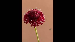 Scabiosa King Fire What an amazing color scabiosa flower flor [upl. by Ettolrahc805]