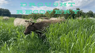 EP 61  Our Grass Recovered Well from the Drought  Grazing High Quality Grasses [upl. by Akcimahs]