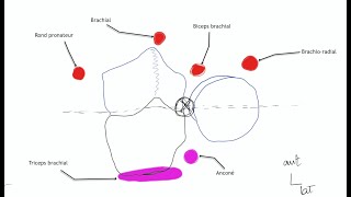 Arthrologie du membre supérieur Physiologie articulaire du coude [upl. by Arateehc]