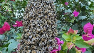 اهمية تربية النحل، The importance of bee breeding [upl. by Llertnov]