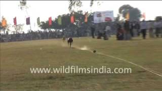 Dogs being raced in rural Punjab [upl. by Alek546]