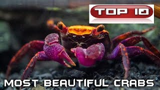 Top 10 Granchi più belli 🦀 [upl. by Noval798]