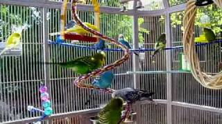 Parakeet Aviary [upl. by Magnusson]