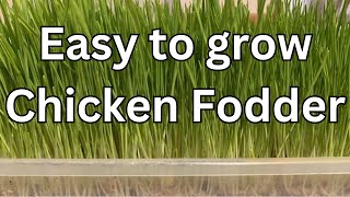 Quick and easy chicken fodder [upl. by Ellenid]