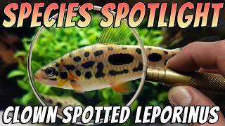 Clown Spotted Leporinus  Leporinus nijsseni  Freshwater Fish Room Tour Aquarium Profile [upl. by Naillik584]