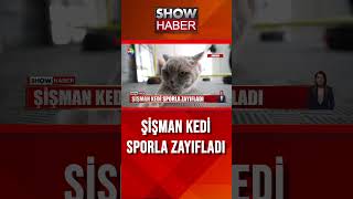 Kedi Şiraz koşu bandına çıktı showanahaber shorts [upl. by Emolas]