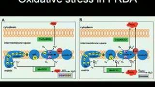 Biochemical Mechanisms Friedreichs Ataxia  The Childrens Hospital of Philadelphia 3 of 5 [upl. by Philips196]