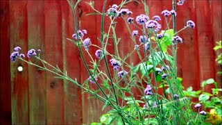 How to Grow Verbena from Last Years Flower Seeds [upl. by Brad]