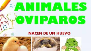 Los animales ovíparos para niños como tu [upl. by Decker]