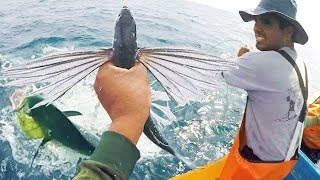 ☑️ Encarne de Pez Volador CEBO VIVO Exocoetidae y PESCA de Pericos  Flying Fish [upl. by Tabitha]