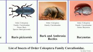 List of Insects of Order Coleoptera Family Curculionidae trigonopterus weevil otiorhynchus hypera [upl. by Wolfram]