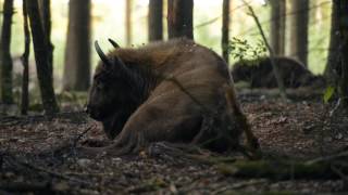 a bison and a bee wisent in de maashorst [upl. by Sweatt715]