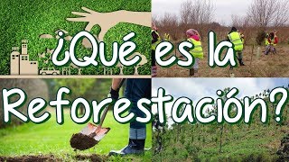 ¿Qué es la Reforestación y la Deforestación Causas de la Deforestación [upl. by Heeley]