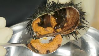 How to Prepare LIVE Sea Urchin quotUniquot [upl. by Neersan137]