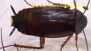 Black Cockroach Mother and Father How to Get Rid of These Invaders Entomologist tell the Story [upl. by Nnazil263]