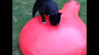 French bulldog pops giant water balloon [upl. by Eural]