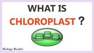 Chloroplast  Location Characteristics Structure amp Function [upl. by Juakn]